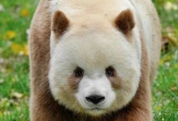 秦岭四宝科学公园一日游【七仔专线 】纯玩 9点出发 可含门票【猫粉们终于可以和七仔见面喽】