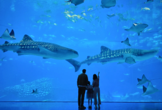 珠海长隆海洋王国+烟花汇演1日游【私家团专车接送+不含门票】【私家旅行：一单一团，不拼客，专属旅行 品质服务：5座/7座车上门接送，专职司机护航（不含门票）】