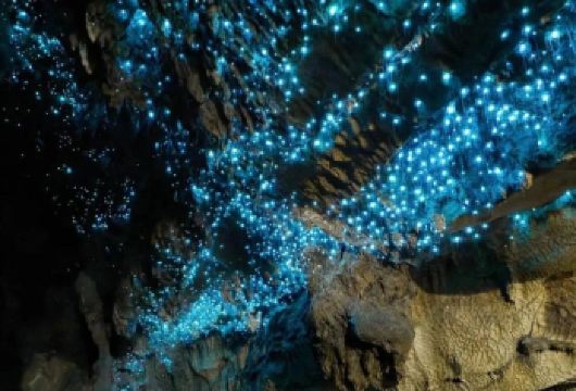 黄金海岸天宝林山蓝光萤火虫夜游观星之旅【中文小团】【夜游天宝林山热带雨林，参观蓝光虫栖息地，观看夜晚星空，雨林漫步了解夜间动植物】