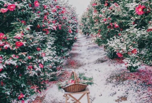 凯蒂猫主题馆+山茶花之丘+汉拿山+彩虹公路+涯月咖啡【去程集合点三公里车程内可上门接，】