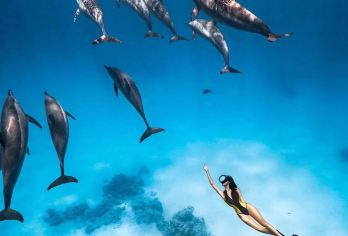 赫尔格达红海潜水 追海豚浮潜+午餐+接送+可选中文导游可包船【自由包船/实惠散拼】