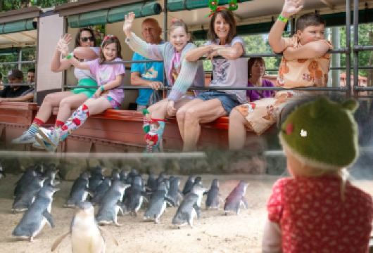 2月18和20日可定 墨尔本普芬比利小火车+菲利普企鹅岛一日【寒假新年爆品来袭 墨尔本不容错过的亲子追企鹅奇妙记】