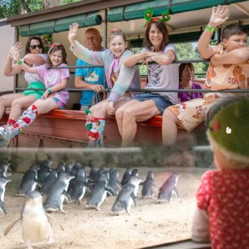 新年有位 可升级看台】墨尔本普芬比利小火车+菲利普企鹅岛一日