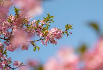 无锡太湖鼋头渚+太湖仙岛一日游【一票畅玩&观鸟季坐船登仙岛】【亲身体会郭沫若先生所赞“太湖佳绝处、毕竟在鼋头”的意境！】