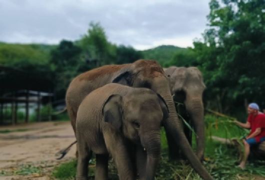 泰国清迈大象噗噗造纸公园+粘粘瀑布+纳财大象营一日游【含酒店接送+中文导游+午餐，出行无忧，一站式服务！】