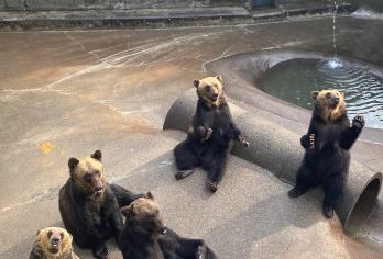 日本札幌-登别-洞爷湖支笏湖/可小樽富良野北海道多日包车精选【包车一日游，解锁旅行新方式！独立车辆配备经验丰富的老司机，为您量身打造专属行程。】