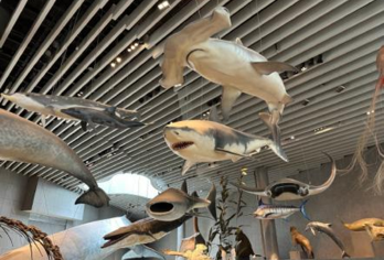 中国上海上海自然博物馆半日游【自然博物馆半日研学】【[研学小团]：研团独立营/研学亲子团，让您玩有所学；】