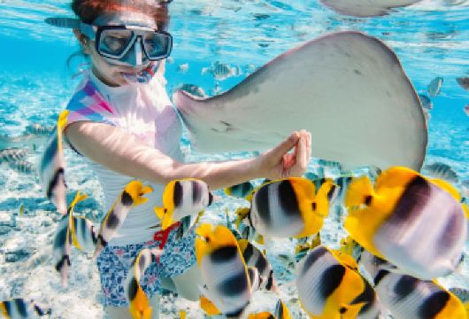 兰卡威芭雅岛浮潜深潜一日游【含餐/提供装备/OW考证】【深潜下探，沉船轮廓渐清晰，海龟从身旁游过，失重感与惊喜交织，仿佛闯入海底童话世界。】