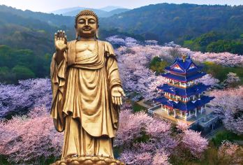 无锡灵山大佛+鼋头渚一日游【梵宫*游船 邂逅红嘴鸥 含门票】【[游玩保障]：本线路为纯玩线路，优质服务，行程明确】