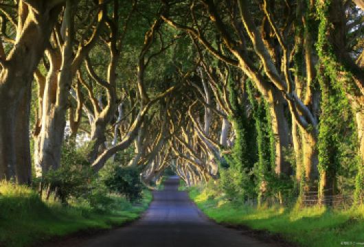 英国北爱尔兰+黑暗树篱+邓路斯城堡+巨人之路 包车一日游【黑暗树篱：《权利的游戏》取景地之一】