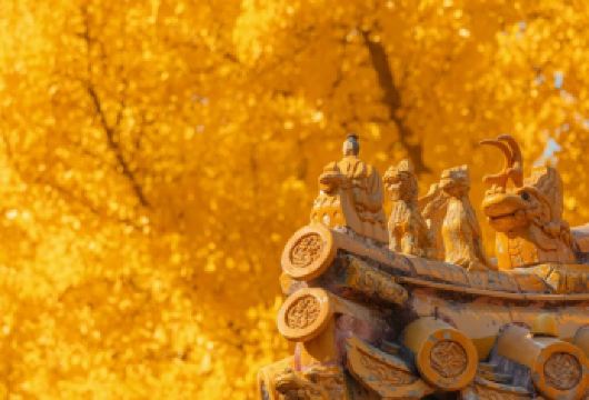 北京故宫英文导游讲解【含门票*VIP小团*深度讲解】【[深度讲解]①含珍宝馆3小时讲解②VIP小团讲解路线可定制】