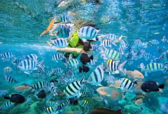 芽庄跳岛游、Hon Mun浮潜及快艇泥浴体验【探索本门岛充满活力的珊瑚礁，这里是浮潜爱好者的天堂。 在宁静的Hon Tam岛海岸放松身心，那里有清澈见底的海水和柔软的白色沙滩。 尽情享受芽庄清澈碧绿的海水，这里是游泳和沐浴热带阳光的理想之地。】