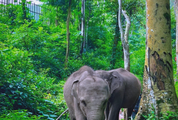 西双版纳往返|野象谷+原始森林公园一日游【品质出游】