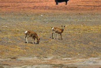 昆仑山口+可可西里自然保护区【无极龙凤宫+酒店车站免费上门】【拒绝早起/精选线路/深度体验/创新法/消费透明】