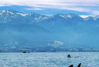 凯库拉观鲸或海钓（含船票）体验督城一日游·中文司导服务【为行程而生，众多精选小众行程等体验，成就您的新西兰不二之旅！】