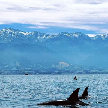 凯库拉观鲸或海钓（含船票）体验督城一日游·中文司导服务
