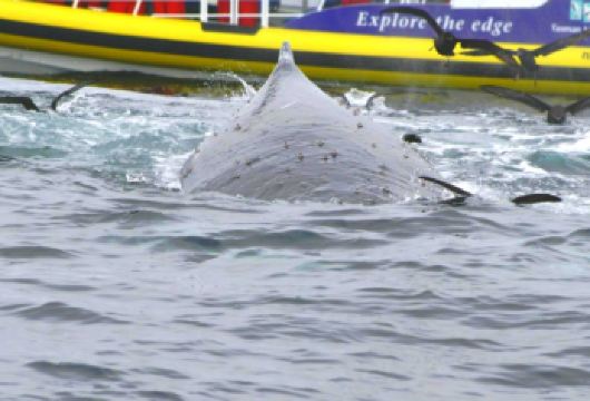 塔斯马尼亚快艇3小时体验+塔斯曼半岛一日游含早茶午餐【塔斯曼岛游船提供荒野游船之旅。我们会沿着塔斯马尼亚南部亚瑟港和鹰鹰颈之间壮观的海岸线一路游览。】