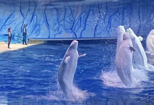 珠海长隆海洋王国+烟花汇演一日游【包车上门接送+门票自理】【[私家品质]私家旅行：一单一团，不拼客，专属旅行； 品质服务：5座/7座车上门接送，专职司机护航】