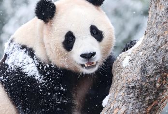 【大熊猫基地半日游】中高级导游资深大咖精讲·2.5小时深度【[金牌说讲师团]行业资深讲师和金牌导游，只做深度讲解，保证讲解质量！】