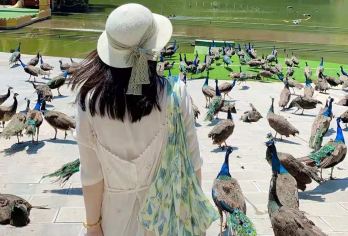 原始森林公园+曼掌村一日游【精品小团｜上门接送|非遗体验】【商务小团，真纯玩无购物，老司机护航，随叫随停，行程更自由！】