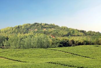 赤壁一日游：非遗采茶/赤壁青砖/百年醇香/万亩茶园【免费参观茶园、茶厂，含采茶体验。】