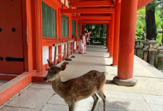 日本京都/大阪/奈良/宇治/神户/任选关西一日包车-咨询立减【专属客服和本地中文司机，一家一团包车】