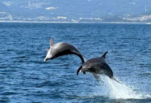 悉尼斯蒂芬斯港一日游【追逐海豚+沙漠滑沙+考拉保护区】【A套餐天天发团，根据当天人数安排车辆，下单前请联系客服是否有位】