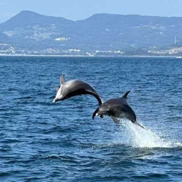 悉尼斯蒂芬斯港一日游【追逐海豚+沙漠滑沙+考拉保护区】