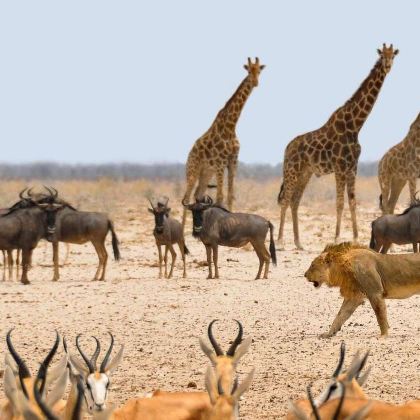 纳米比亚温得和克出发埃托沙国家safari一日游