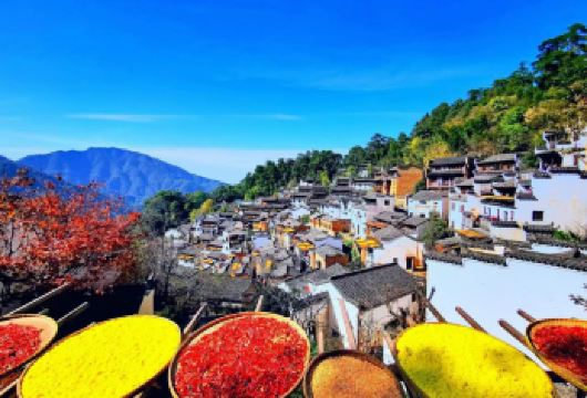 婺源篁岭景区下午半日游【天天发团+纯玩线】【梯田花海 鲜花小镇 晒秋人家】