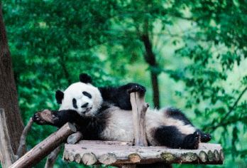 成都熊猫基地+武侯祠亲子研学一日游【上门接·含门票·专导讲】【[国宝熊猫，萌态可掬]近距离观赏憨态可掬的大熊猫、活泼可爱的小熊猫等珍稀动物。这里不仅是熊猫的家园；】