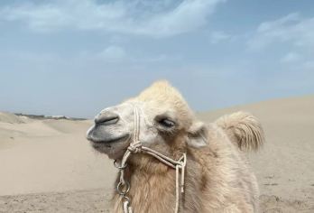 达瓦昆沙漠1日游【小团拼车 纯玩拒绝等待】【塔克拉玛干沙漠的边缘，感受大漠亘古的沉寂及醉蓝的天空】