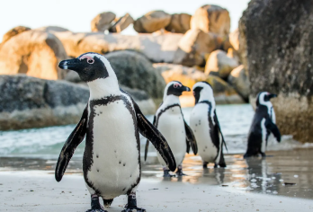 【开普敦定制中文包车】桌山+豪特湾+十二门徒峰+企鹅岛【中文包车服务，沟通无障碍，出行有保障！】