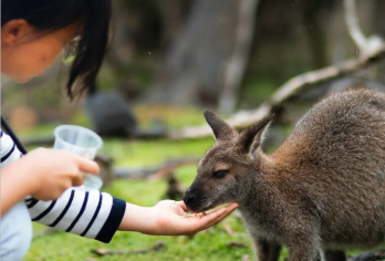 【零距离袋鼠】澳洲黄金海岸拜伦湾+灯塔+血红湖+昆巴一日游【中文沟通无碍，深度体验，行程可调】