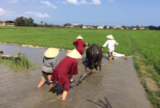 会安水稻种植 - 骑水牛 & 竹篓船之旅 / 咖啡厅课程（含午餐）【与当地农民一起参与水稻种植，了解使用传统农具从播种到种植的稻米文化。 像当地农民一样，骑上水牛，在稻田里体验刺激的骑行。像朋友一样喂草照顾水牛。 乘坐椰篓船与渔民一起出海捕鱼，学习如何制作美味的越南咖啡，并品尝美味的当地面条作为午餐】