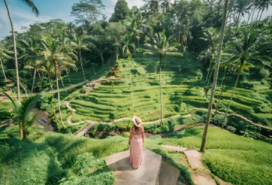 巴厘岛神庙逃亡+阿拉斯露姆梯田+圣泉寺+乌布皇宫+午餐一日游【[现实版神庙逃亡]网红打卡拍摄点，位于阿拉斯露姆梯田景区内，深受客人喜欢】