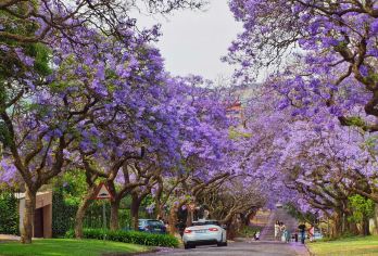 南非&比勒陀利亚一日游【萨比尔野生动物探险线】【无需远赴克鲁格，在距城市仅1小时车程的保护区体验纯正的游戏驱车，追寻“非洲五霸”的踪迹】
