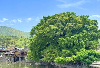 南靖云水谣古镇+“四菜一汤”田螺坑土楼一日游【8人纯玩小团】【[双世遗精华串联，不走回头路]两大核心土楼（云水谣土楼+田螺坑土楼）与标志性景观（四菜一汤+大榕树）】