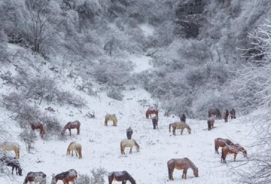 重庆仙女山一日游【定点上车，直达景区】【[发车]解放碑发车，天天发班】