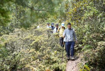 丽江波多罗轻徒步体验【森林徒步丨土鸡火锅丨下午茶】【[波多罗森林]走进秘境波多罗原始森林，赏高原特色杉林及高山植物，探索秘境高原草甸】
