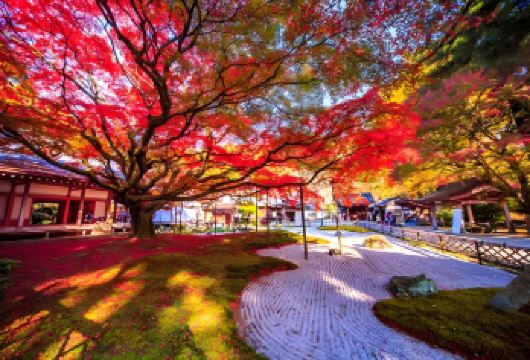 日本福冈县河内藤园+小仓城+门司港一日游（秋日红枫）【专车接送|中文服务|纯玩无购物|行程可调|可定制行程】