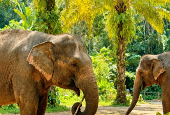 野象谷原始森林公园门票+车费+导游+含午餐保险纯玩一日游 【[精华景区]漫步雨林深处丨寻觅野生象群丨聆听孔雀鸣曲】