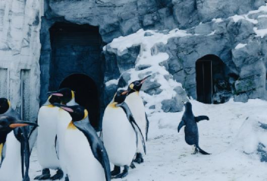 北海道旭山动物园美瑛青池白须瀑布网红圣诞树一日游【旭山动物园（含门票）】