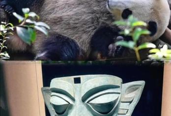 四川成都大熊猫繁育研究基地+春熙路+太古里+宽窄巷子包车日游【城市风情与自然萌宠之旅，自然风光秀丽，夜生活丰富多彩，生活节奏悠闲，成都环球中心、太古里、IFS 等】