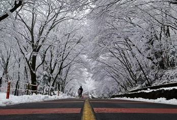 济州岛西南线一日游｜冬季限量｜汉拿山｜追海豚｜小羊｜15人团【济州岛网红打卡：小羊肖恩，追海豚，柱状节理带，汉拿山，Helloktty猫，实弹射击体验，山茶花之丘】