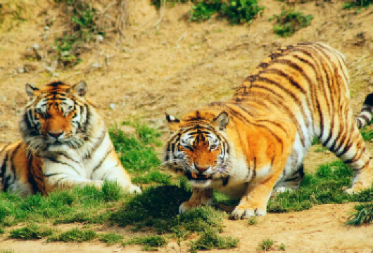 【杭州定制包车】野生动物世界+云栖竹径+龙井村+【亲子游】【纯玩儿，定制专车出行，行程自由】