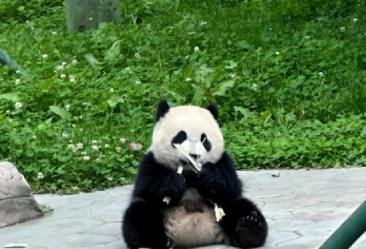 成都大熊猫爱心体验包车往返【熊猫义工/ 假期亲子/代订门票】【[充足时长・玩得尽兴]含 10 小时专属包车时长，行程紧凑，游玩时间充足，打卡拍照更从容；】