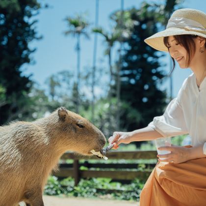 冲绳中部一日游｜残波岬 ＆ 永旺商城来客梦（那霸出发）