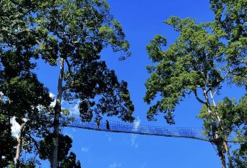 西双版纳望天树景区一日游【品质跟团+导游+树冠走廊】【[精品推荐]全程纯玩无购物，专注旅游服务，游客至上，体验至上，趣味至上】