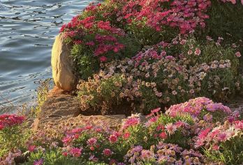 香格里拉-丽江包车游：虎跳峡+哈巴雪山+小中甸 景点可定制G【全程中文/英文/俄语/小语种服务，沟通无障碍，景点可调,多种车型可选】